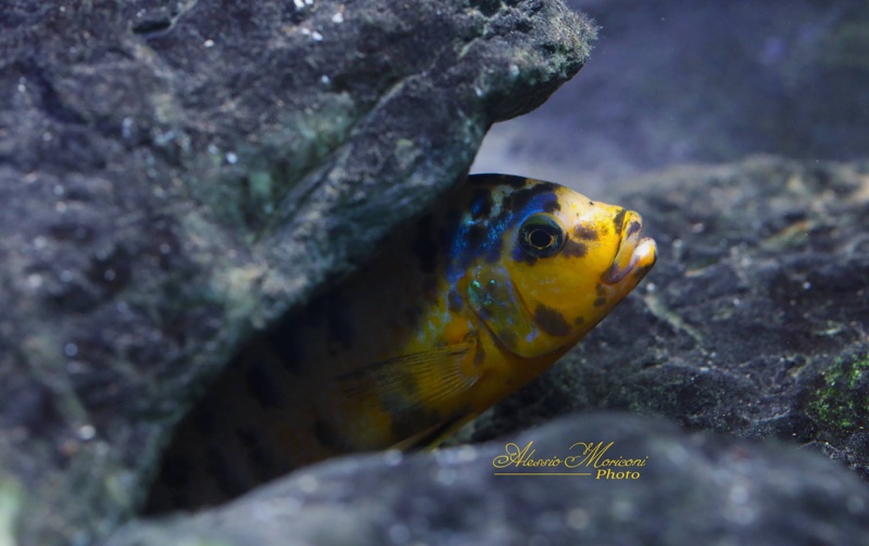 Maylandia fainzilberi 'Lundo Island'